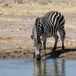 zebra drinking water from a pond on the African savannah