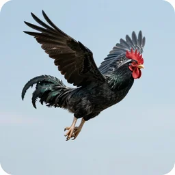 a card design of high fantasy black rooster flying in the sky, by peter mohrbacher and craig mullins, face close up, official media, beautiful, rpg portrait, cannabis concept art, fantasy world, sharp, smooth, detailed, high quality, wallpaper 4 k, epic, trending on artstation and behance, dynamic lightning