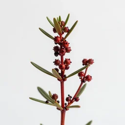 high quality studio photography of a hyssop branch covered in blood, solid background