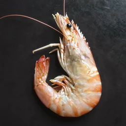 shrimp portrait