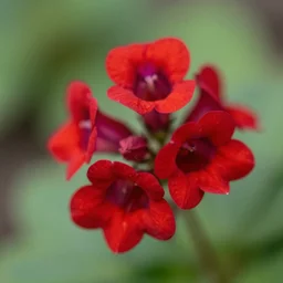 macro photo of a bright red gentian flower, tilt - shift 5 0 mm lens, flickr, featured, award winning, trending.
