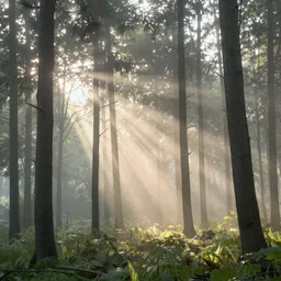 a photograph taken in a woods at sunrise, shafts of sunlight filtering through the trees, a gentle mist rises taken by michael kenna, charlie waite, cinematic, epic scene, award winning photography, flickr, 5 0 0 px, nature photography, landscape photography
