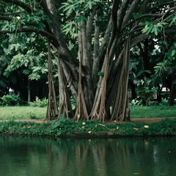 banyan tree in front of pond ,cinematic ,16:9 ratio