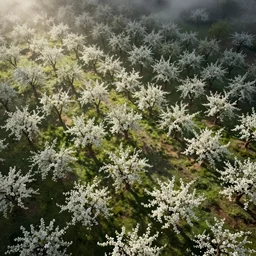 a photorealistic hyperrealistic render of a beautiful orchard in spring, view from above, by greg rutkowski, wlop, artgerm, dramatic lighting, strong shadows, volumetric, cinematic atmosphere, octane render, artstation, 8 k