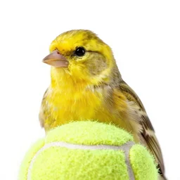 photo of a canary-bird head with a tennis-ball body.