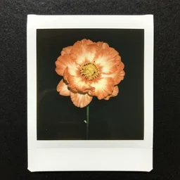 a flower, by pieter bruegel the elder, by wangechi mutu, instax, shot on 7 0 mm, vintage, 8 k resolution, volumetric light, rtx light, octane render