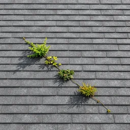 roofing texture medieval, plants growing, photo, tiled