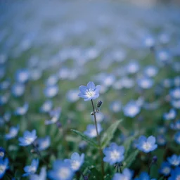 9 0 s film photography of a blue flower in a field