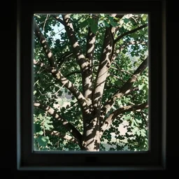 a view of a tree through a window, a picture by weiwei, pexels, arbeitsrat fur kunst, photo taken with fujifilm superia, wimmelbilder, photo taken with provia