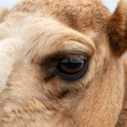 close up of a camel's eye with polycoria