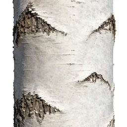 birch tree up close texture material, high definition, high detail, 8k, photorealistic