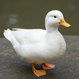 photo of a pure white call duck