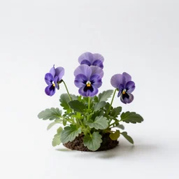 gentle pansy, studio photography, full body, isolated on a pure white background, centered, entire subject in frame, sharp focus, soft studio lighting