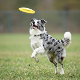 a blue border collie jumping and catching a frisbee