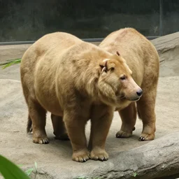 i went to a zoo last summer and saw a really cool animal. don't know what it is though.