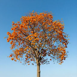a branching orange tree against a bright blue sky