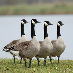 four legged canadian goose
