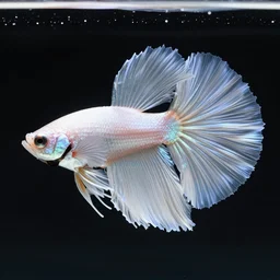 a graceful iridescent white betta fish with long swirling fins, black-water-background, aquarium-photo