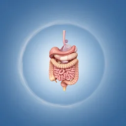 equirectangular 360 spherical panoramic of the digestion system, fov 90 degrees, horizon centered, yaw 0 degrees