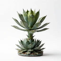 bronze statue of a echeveria succulent, photorealistic wildlife photography, full body, isolated on a pure white background, centered, entire subject in frame, sharp focus, soft studio lighting