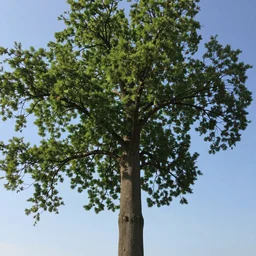 tree seen from below by Georgia O'Keeffe