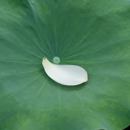 a piece of lotus pedal by the side of lotus leaf, minimalist