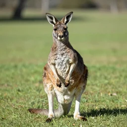 kangaroo galactus