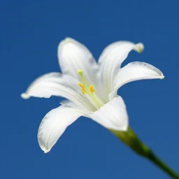 white fleur - de - lys on a blue background