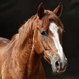 soft lit 1990s fashion photograph of the most beautiful horse anyone has ever see, I mean this horse is so gorgeous that people cry when they see it because they're so overcome with the emotion of beholding it in all its splendor and glory. THE HORSE IS SELF AWARE