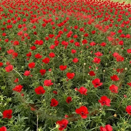 a new art style that mixes reflections and perspectives to create a looping effect is used to portray a field of red flowers