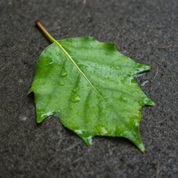 wet leaves, flickr