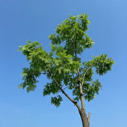 dead city, blue sky, green scull look down, nature,
