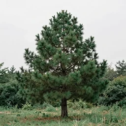 dismal pine green by david ligare, by steve hanks. a beautiful photograph depicting a farm scene. the photograph shows a view of an orchard with trees in bloom.