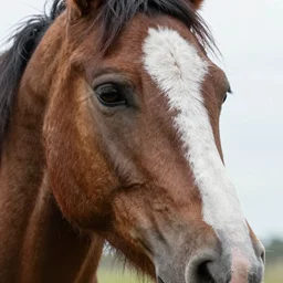 closeup of human face with a horse's body
