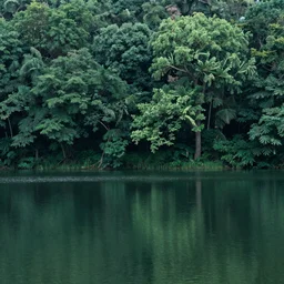 A serene landscape of a lake in the forest
