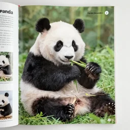 6 4 page of 1 9 9 0 s panda magazine