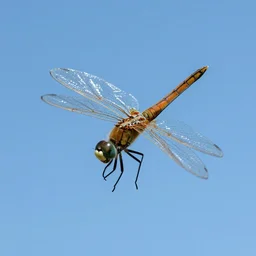 a blue sky with dragonflies, hyper realistic