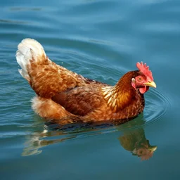 a chicken swimming in the ocean