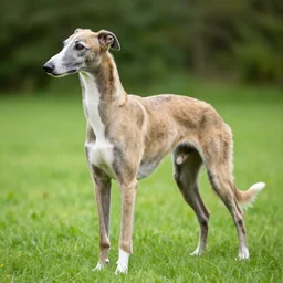 cat as a greyhound