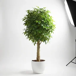 photo still of money tree, 8 k, studio lighting bright ambient lighting key light, 8 5 mm f 1. 8