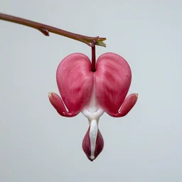 a bleeding heart within a soulless body