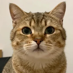 A low quality meme of a funny cat