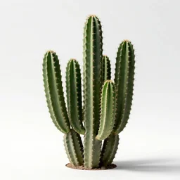 black prickly pear cactus, studio photography, full body, isolated on a pure white background, centered, entire subject in frame, sharp focus, soft studio lighting
