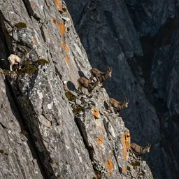 mountain goats on a sheer cliffside, expressive, hyperrealism, photorealistic