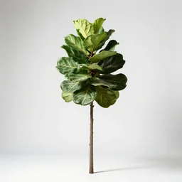 striped fiddle leaf fig tree, professional studio photo, full body, isolated on a pure white background, centered, entire subject in frame, sharp focus, soft studio lighting