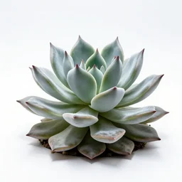 silver haworthia succulent, high detail photograph, full body, isolated on a pure white background, centered, entire subject in frame, sharp focus, soft studio lighting