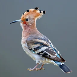 a realistic photo of a semi - translucent creature made of birds, creature wrinkles feathers exotic morphing hoopoe, pheasant skin merged sky animal, atlantic puffin, turaco morphing chicken, clear, global illumination, refraction, king vulture head, displacement map, bump map, normal map