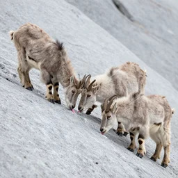 photograph of a family of mountain goats licking the salt off of the rock walls of a tunnel taken from the passenger - side window of a vehicle