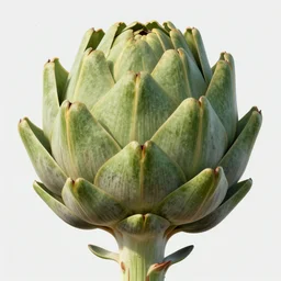 an ape artichoke hybrid, highly detailed, digital art, sharp focus, trending on art station, anime art style