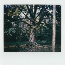 1960s art of tree in magic forest, polaroid, kodak, film grain